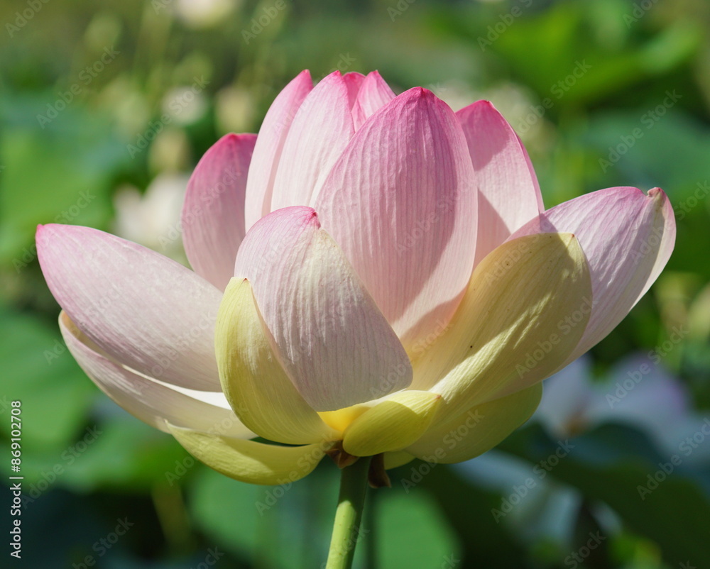 Fototapeta premium lotus flower with petals in summer