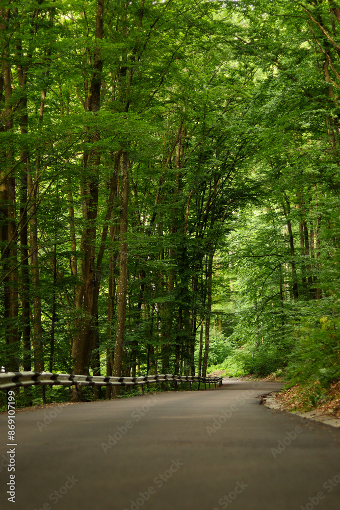 Naklejka premium A winding asphalt road curves through a lush green forest. Tall trees arch overhead, creating a peaceful, natural tunnel. The scene feels calm, inviting, and perfect for a quiet walk or drive.