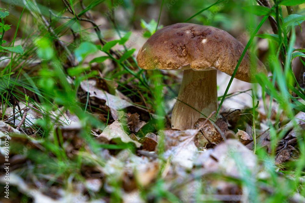 Porcini mushroom (boletus edulis) in the summer forest. Porcini mushroom (boletus edulis) in the summer forest.