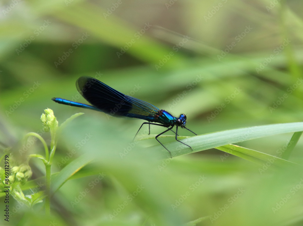 blue dragonfly on a green leaf, dragonfly on a green leaf, damselfy, dragon fly blue dragonfly on a green leaf, dragonfly on a green leaf, damselfy, dragon fly