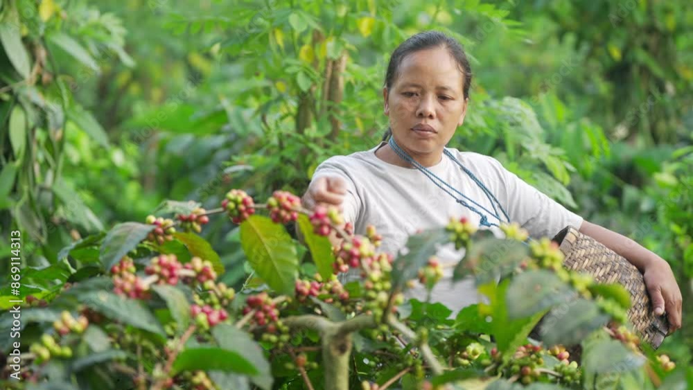 Young woman arabica coffee farmer in indonesia handpicking ripe cherries from tree in rural southeast asia Young woman arabica coffee farmer in indonesia handpicking ripe cherries from tree in rural southeast asia