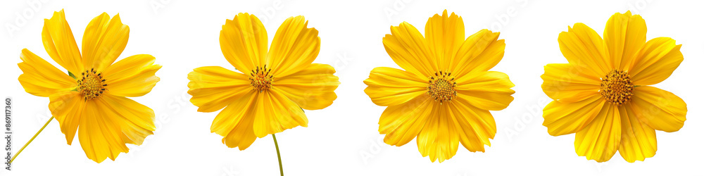 Collection of isolated yellow flowers cosmos bloom on transparent or white background Collection of isolated yellow flowers cosmos bloom on transparent or white background