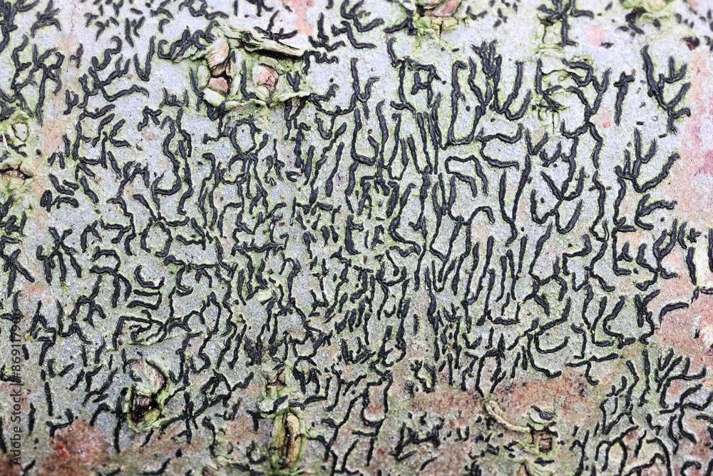 Graphis scripta, commonly known as script lichen or secret writing lichen Graphis scripta, commonly known as script lichen or secret writing lichen