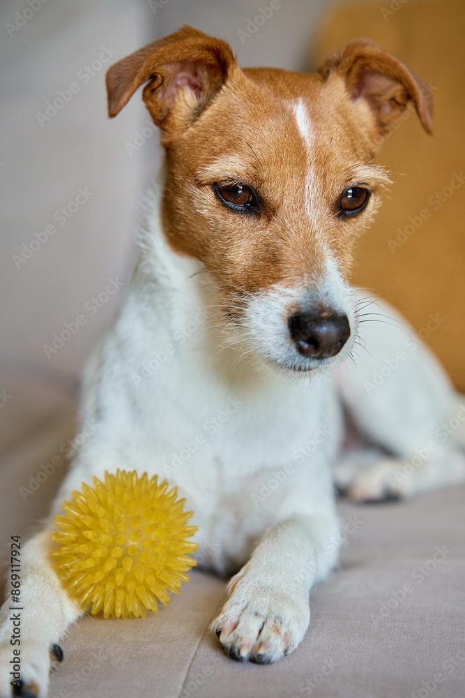 Jack Russell Terrier dog lounges on couch with yellow spiky ball toy. Pet resting on sofa in cozy home setting Jack Russell Terrier dog lounges on couch with yellow spiky ball toy. Pet resting on sofa in cozy home setting