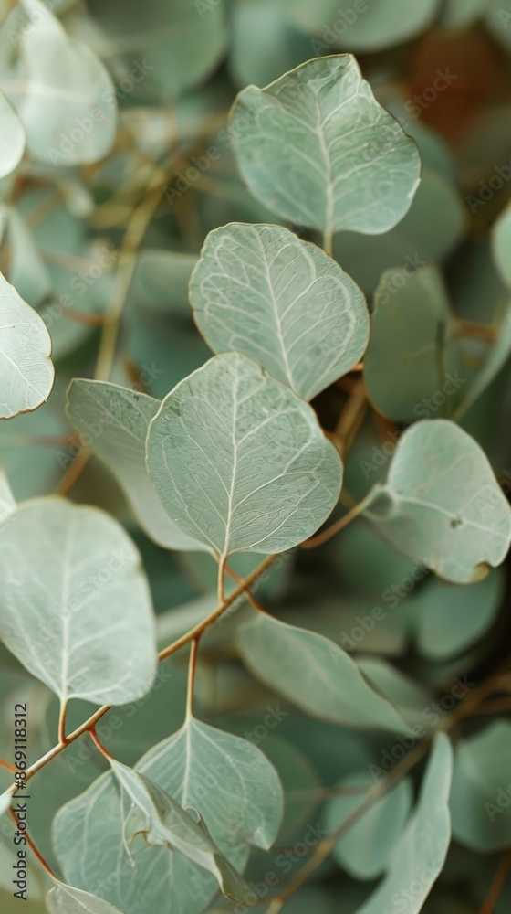 Close-up of eucalyptus leaves, showcasing intricate details Close-up of eucalyptus leaves, showcasing intricate details