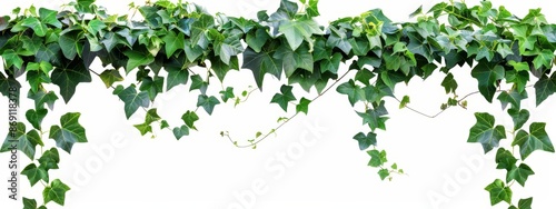  A white wall with hanging green foliage against another white wall, set before a white backdrop