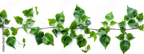 leaves on a single twig extending from it