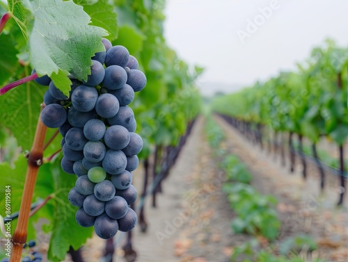 Wallpaper Mural Close-up of ripe grapes hanging on the vine in a lush vineyard, showcasing the beauty and abundance of grape farming. Torontodigital.ca