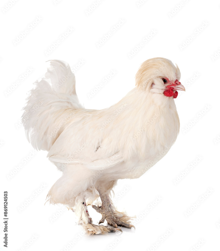 Fototapeta premium sultan chicken in studio