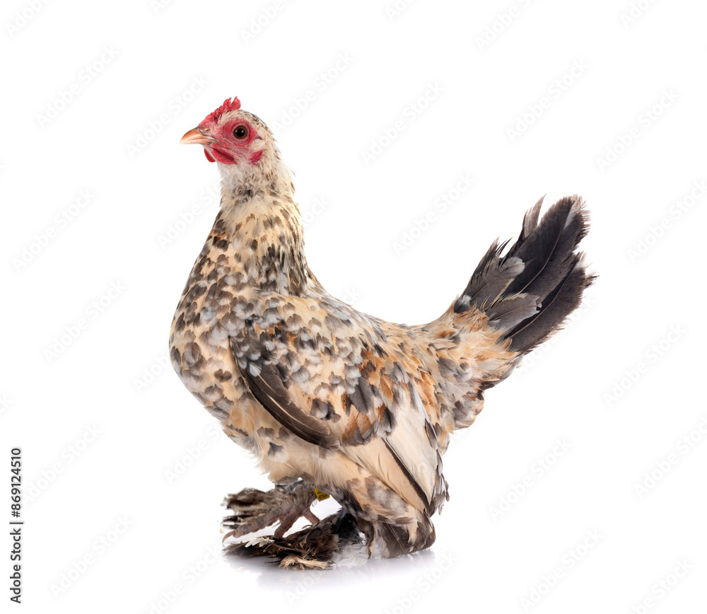 Fototapeta premium sabelpoot chicken in studio