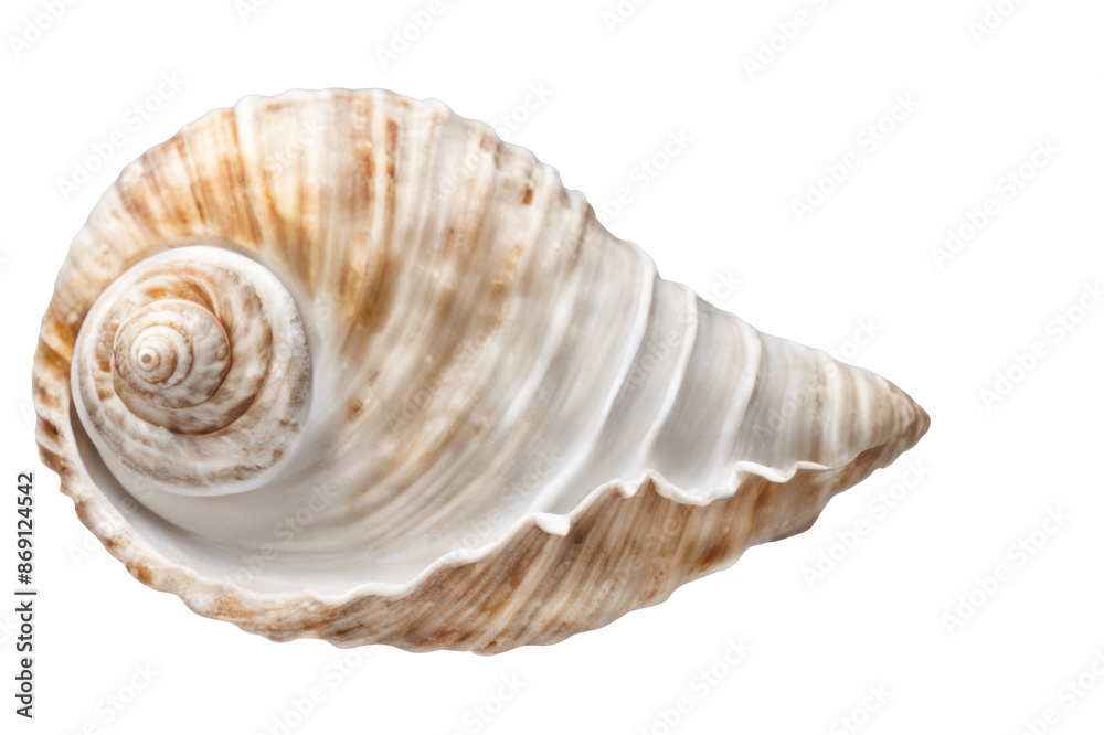 Close up of seashell with intricate spiral patterns and natural coloration isolate on transparent background, cutout, png Close up of seashell with intricate spiral patterns and natural coloration isolate on transparent background, cutout, png