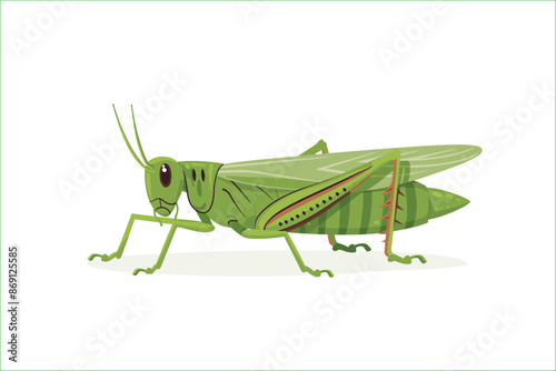 cute green locust cartoon, isolated on a white background, Flat style cartoon vector illustration. Cricket. Cartoon grasshopper isolated on white background. Grasshopper. Cute cartoon character.