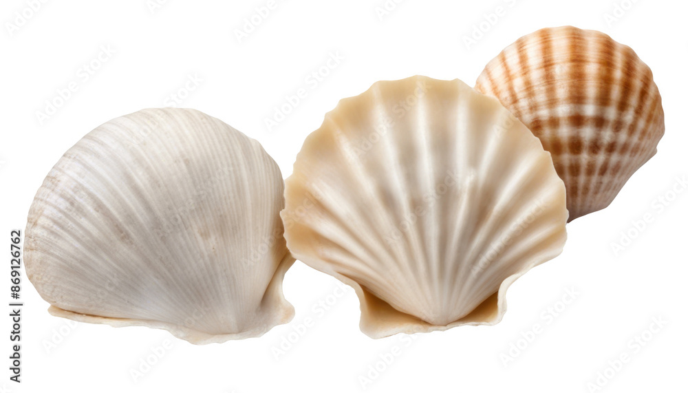 Close up of three beautiful seashells displaying various patterns and textures isolate on transparent background, cutout, png Close up of three beautiful seashells displaying various patterns and textures isolate on transparent background, cutout, png