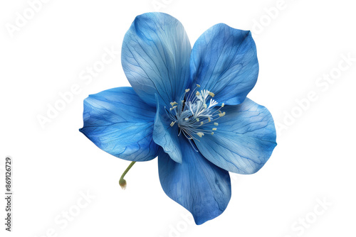 Fresh blue flower isolated on transparent background