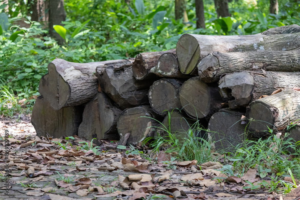 Fototapeta premium Chopped and stacked wood pieces in the forest.
