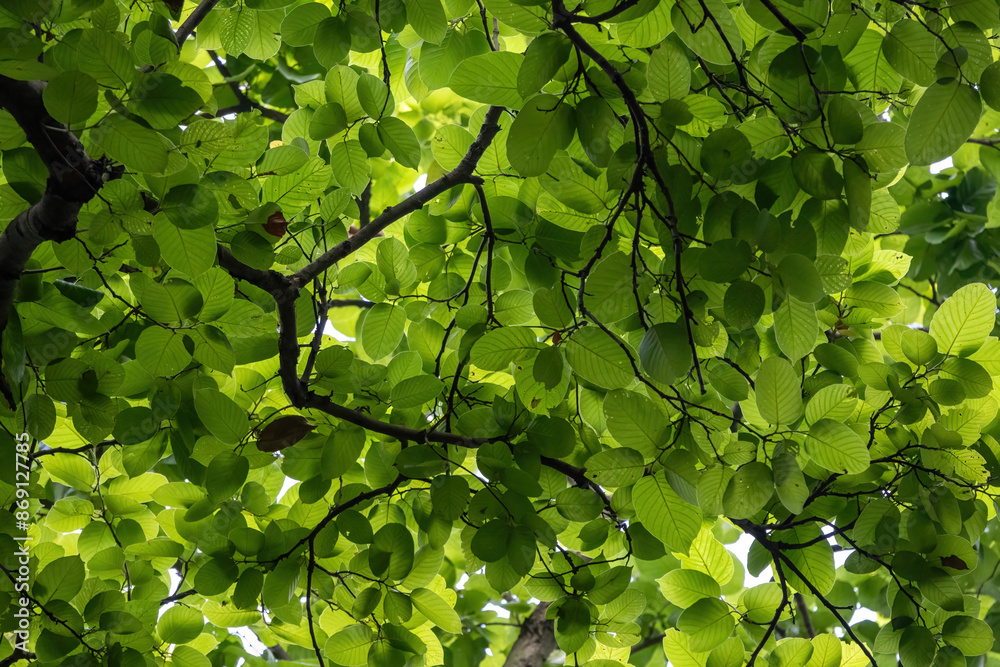 Sal tree (Shorea robusta) leaves background. It is also known as sakhua, shala, or sarai. Natural tree leaves background. Sal tree (Shorea robusta) leaves background. It is also known as sakhua, shala, or sarai. Natural tree leaves background.