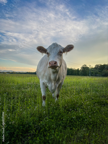 Cow with a serious face in the sunset