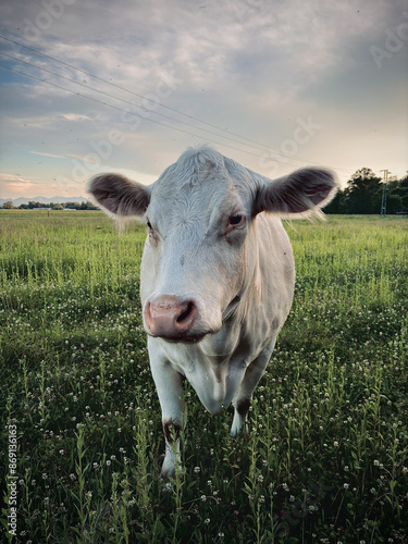Closeup of a cow