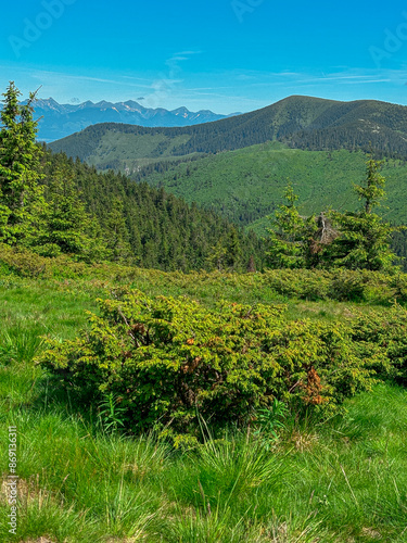 Natural bush detail with High Tatras in the background