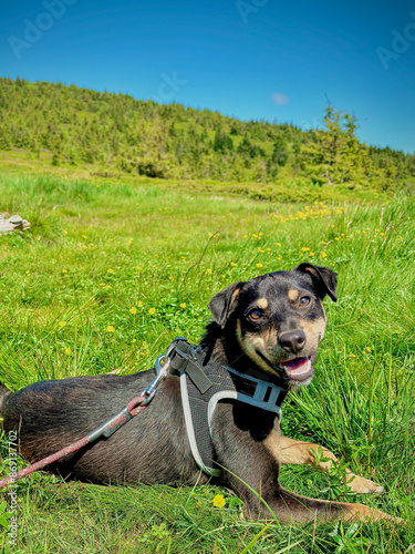 Dog on a leash hiking in the mountains, resting