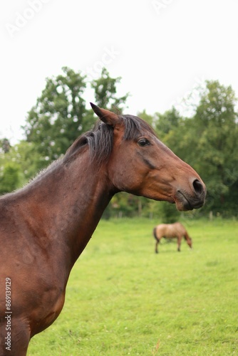 a brown horse stands on a meadow in the Czech republic