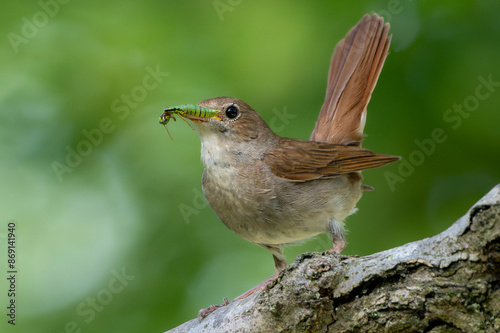 Foto Common nightingale or rufous nightingale or simply nightingale (Luscinia megarhynchos) holding an insect while perched on a branch