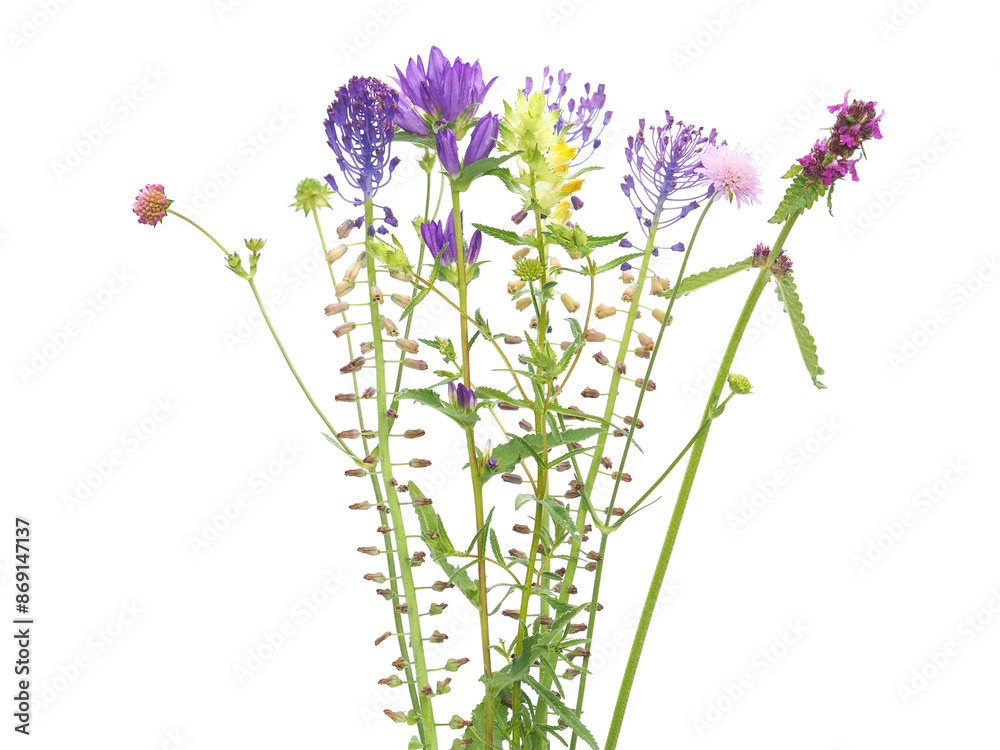 Naklejka premium Colorful summer wild flowers isolated on white, like hedgenettle, bellflower, tassel hyacinth, shining scabious or rattle