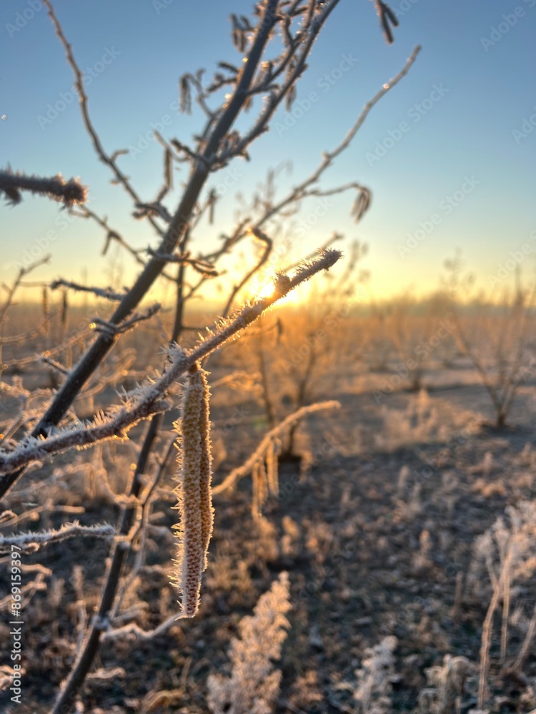 Fototapeta premium winter in the countryside