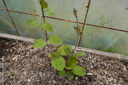 paederia lanuginosa planted in raised wooden bed growing in the greenhouse. cheese grass plant photo