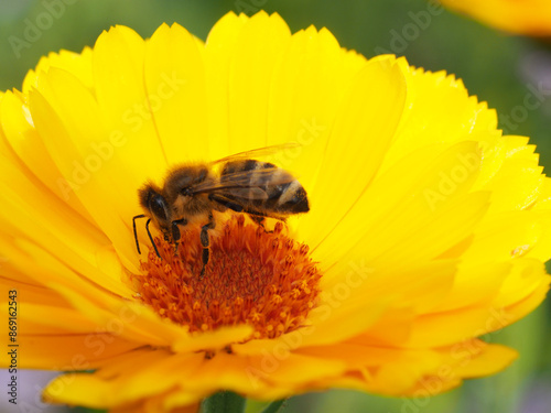 Biene auf einer gelben Ringelblumenblüte