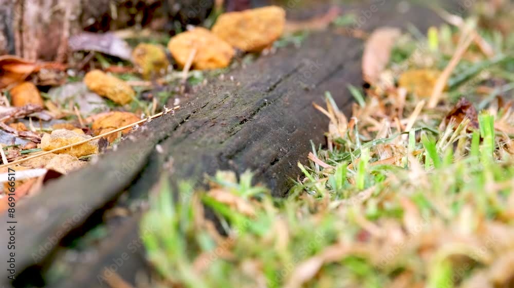 Shallow focus of pesky Argentine ants carrying white eggs over pole on grass Shallow focus of pesky Argentine ants carrying white eggs over pole on grass