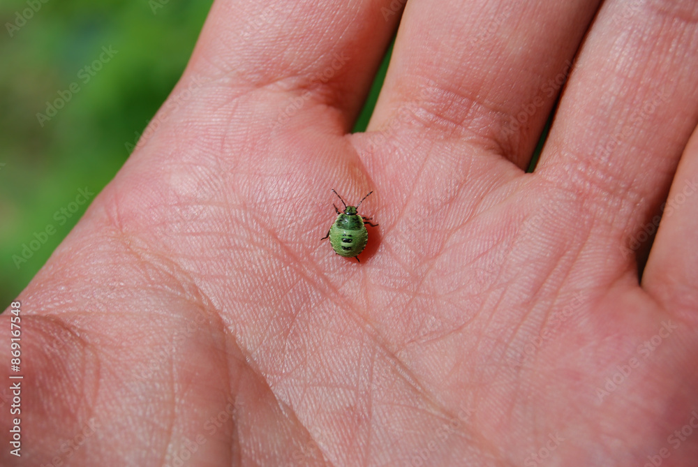 small green beetle on man's palm in nature small green beetle on man's palm in nature
