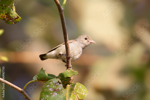 Photography pale-billed flowerpecker (Dicaeum erythrorhynchos) shot close-up sitting on a br