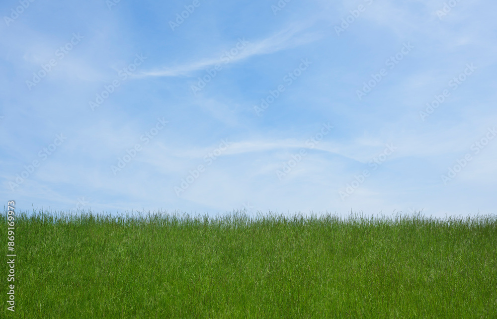 Land covered with grass in front of blue sky Land covered with grass in front of blue sky