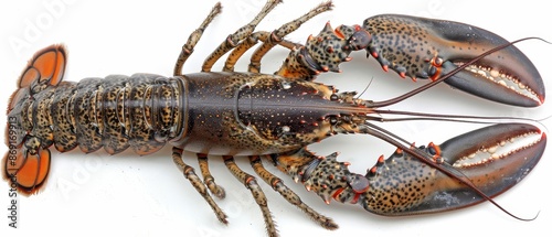 Close-up of American Lobster's Underside and Legs on White Background photo