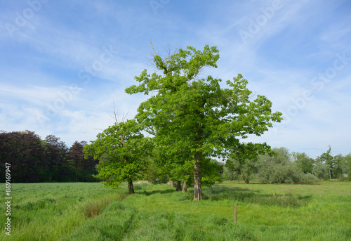 Trees growing in green field photo