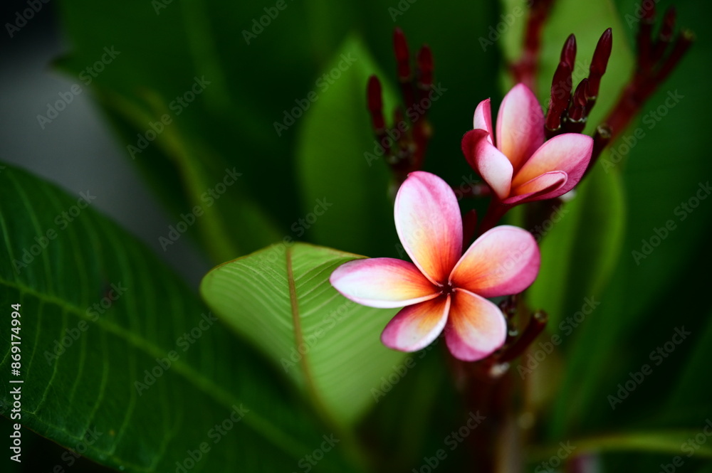 Fototapeta premium Plumeria (frangipani) originates from Central and South America and the Caribbean. Widely cultivated in tropical and subtropical regions worldwide, its elegant blooms exude a rich fragrance.