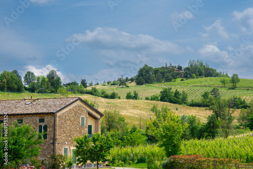 View of a pretty vineyard in the Emilia Romagna region of Italy