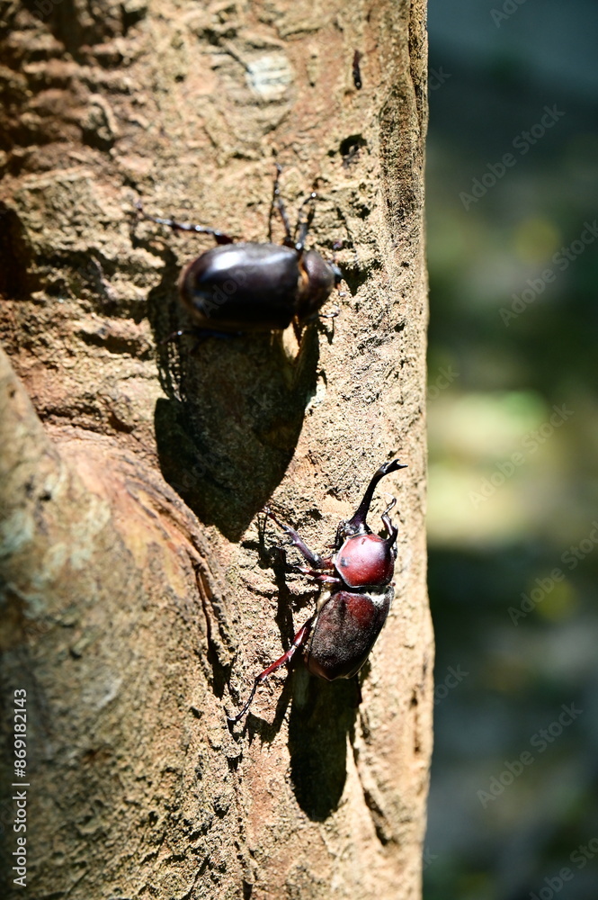 Every summer, Allomyrina dichotoma gather on Fraxinus trees to feed on sweet tree sap, creating a captivating natural scene in East and Southeast Asia. Every summer, Allomyrina dichotoma gather on Fraxinus trees to feed on sweet tree sap, creating a captivating natural scene in East and Southeast Asia.