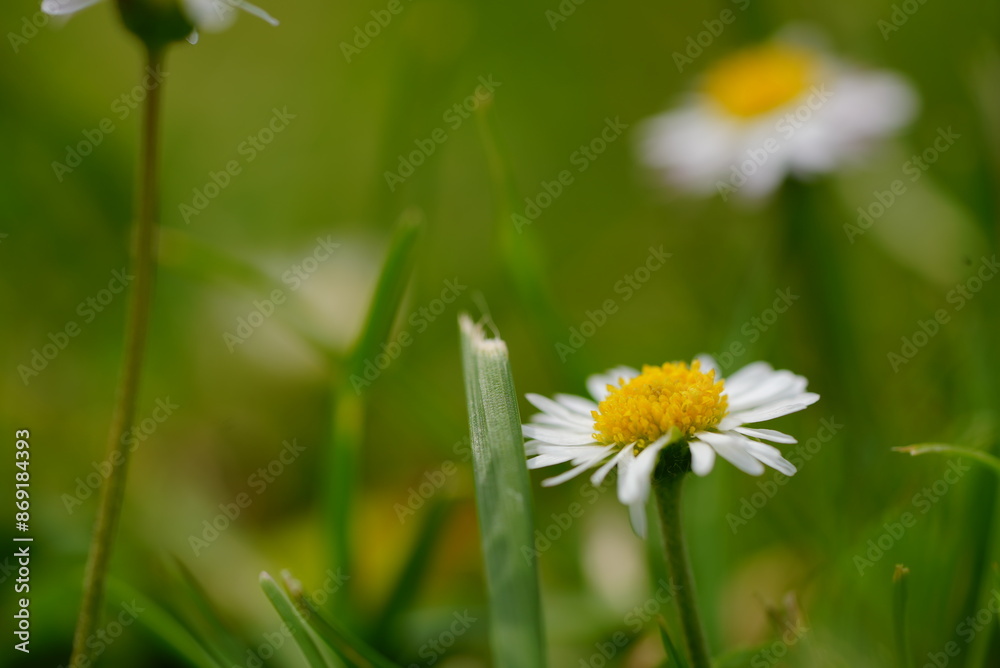 A detailed closeup photo shows blooming daisies against a green grassy background on a sunny summer day A detailed closeup photo shows blooming daisies against a green grassy background on a sunny summer day