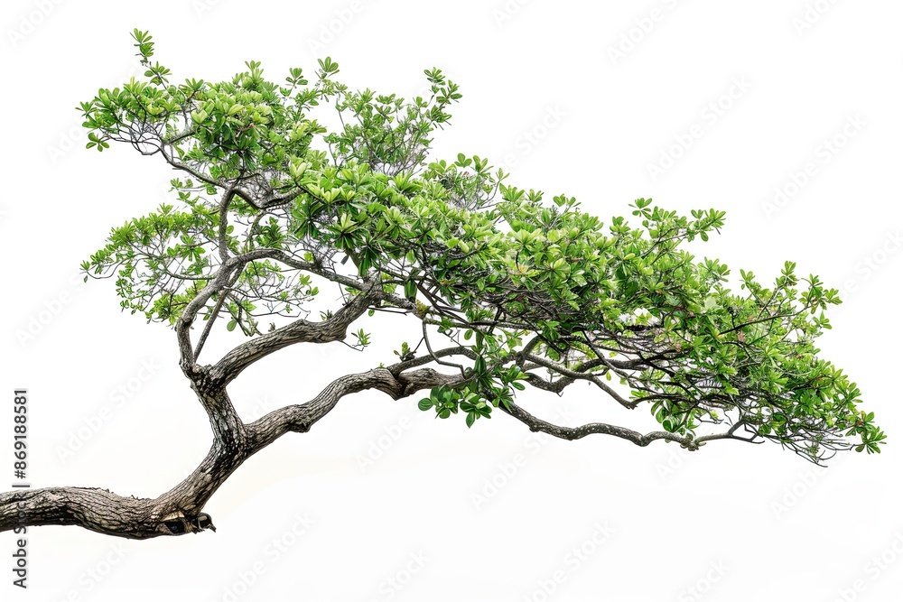 custom made wallpaper toronto digitalA tree branching horizontally from an existing big tree, minimal, white background