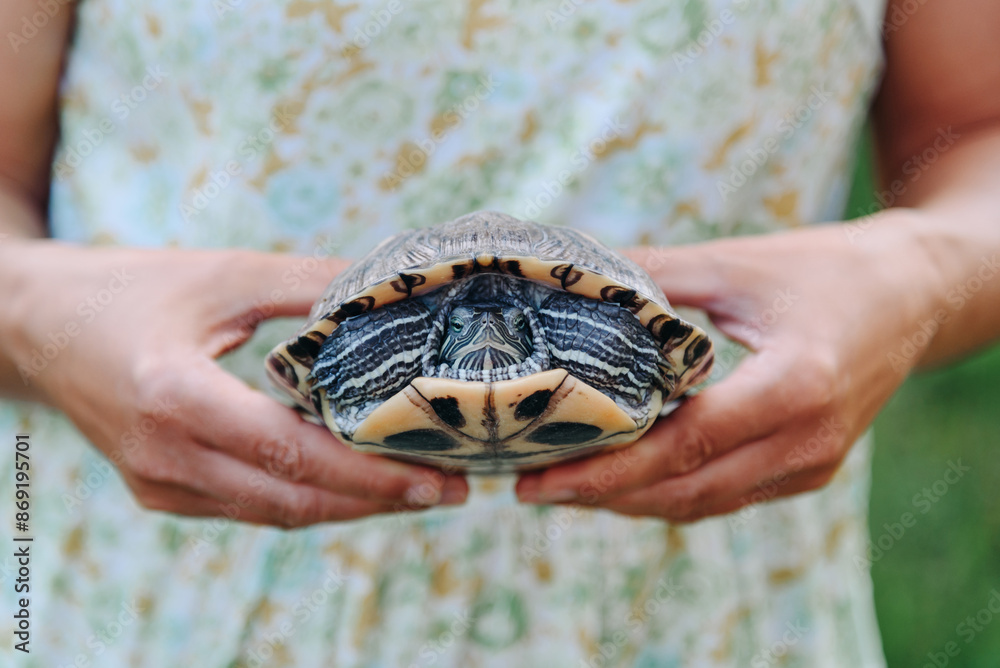 small turtle in woman hands, head hidden in shell, pond slider, Trachemys scripta, Emydidae, freshwater tortoise, Chrysemys scripta elegans, unusual pet for home small turtle in woman hands, head hidden in shell, pond slider, Trachemys scripta, Emydidae, freshwater tortoise, Chrysemys scripta elegans, unusual pet for home