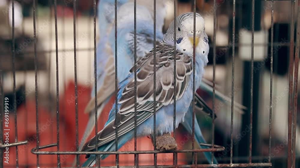 Sleepy male budgerigar, also known as the common parakeet, shell ...