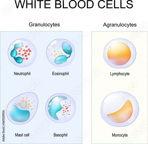 Types of leukocytes. Granulocytes and Agranulocytes. White blood cells.