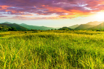 Foto auf Acrylglas Gelb summer of spring landscape of green grass meadow with great beautiful mountains and awersome golden cloudy sunset  © Yaroslav