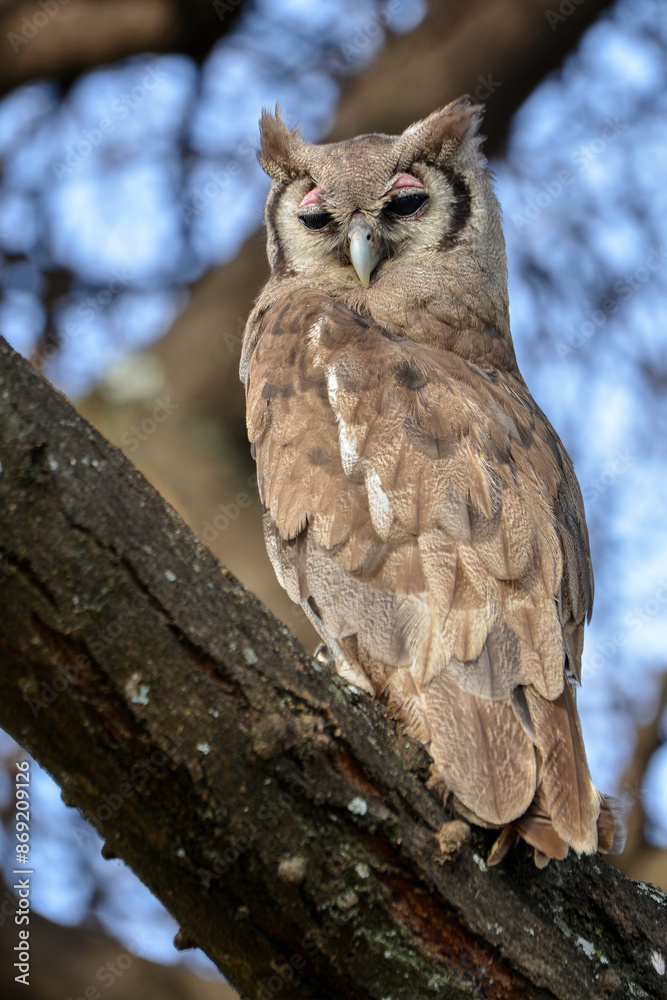 Obraz premium Grand duc de Verreaux,.Ketupa lactea, Verreaux's Eagle Ow