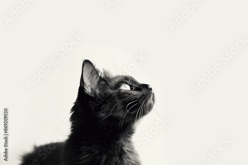 Black Cat potrait