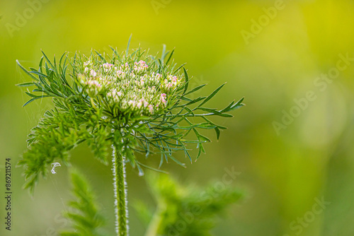 Natur Pflanzen & Blumen in der Landschaft