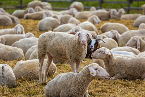 Schafe - Ökologische Landwirtschaft