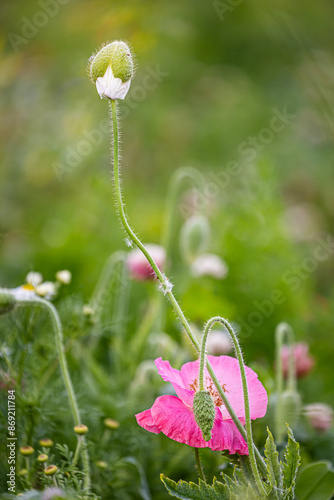 Natur Blumen & Blumenwiese für Bienen
